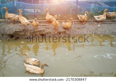 Group of duck in the ranchland or Poultry farms with pond and blue net to the besiege around for boundary.