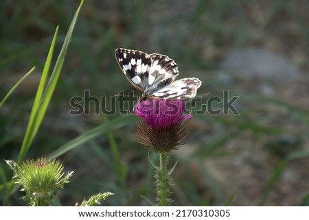 A beautiful butterfly warms its wings in the rays of the sun. Variegated galatea, a species of butterfly from the family of Marigold on the flower of milk thistle.bokeh