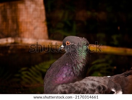 beautiful black pigeon  image - animal photography 