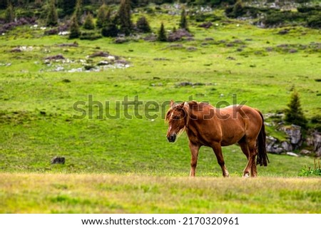 Beautiful horse in a mountain meadow. Rodna Mountains, Carpathians, Romania. Royalty-Free Stock Photo #2170320961