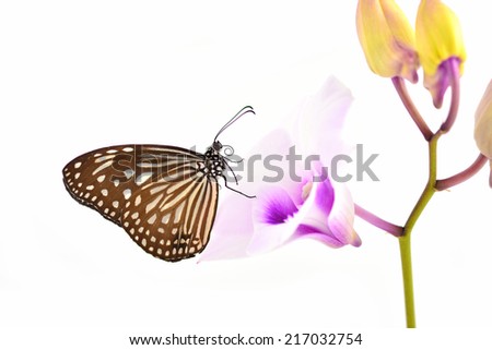 Closeup a beautiful brown butterfly (Parantica agleoides, Dark Glassy Tiger) on orchid isolated on white background