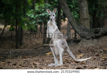 female kangaroo with joey in her pouch
