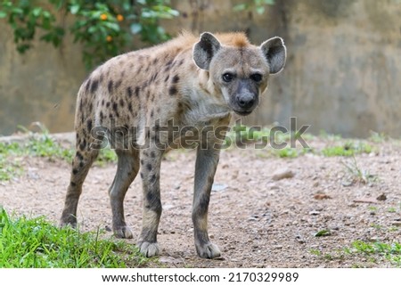 Adult spotted hyena at zoo
