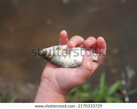 crucian silverfish in the hand of a child