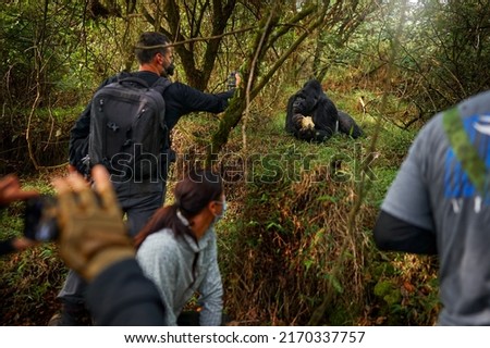 Gorilla - wildlife photographers. Mountain gorilla, Mgahinga National Park in Uganda. People on the tour, man with camera and cell phone. Wildlife scene from nature. Africa.   Royalty-Free Stock Photo #2170337757