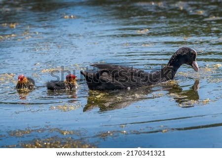 Coot with two fluffy chicks not soon after birth