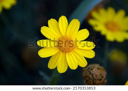 Macro photography. Yellow daisy flower