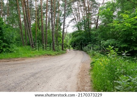 A road in a green forest. The way through the pine forest. Landscape.