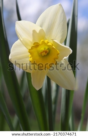 yellow and white trumpet daffodil 2I9A9894