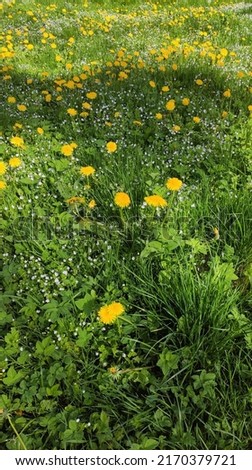 Dandelion flowers. Dandelion root in folk medicine. Medicinal dandelion for the treatment of stomach and liver, high cholesterol, diabetes and many diseases. Glade of blooming yellow and white flowers