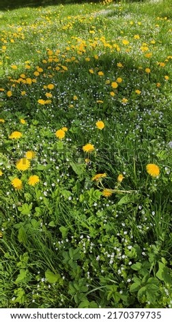 Dandelion flowers. Dandelion root in folk medicine. Medicinal dandelion for the treatment of stomach and liver, high cholesterol, diabetes and many diseases. Glade of blooming yellow and white flowers