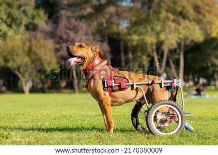 dog in wheelchair at a park Royalty-Free Stock Photo #2170380009