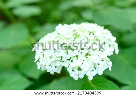 White hydrangea flowers in summer in the garden. Close-up.