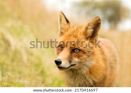Beautiful Red Fox Face Close Up in A Natural Soft Background