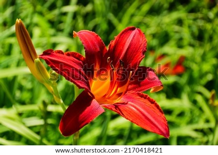 deep red fire lily closeup. beautiful fragile petals and soft blurred green background. beauty in nature concept. other name day lily. scientific name Hemerocallis. bright colorful garden scene Royalty-Free Stock Photo #2170418421