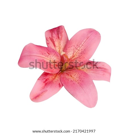 Macro foto pink lily on white isolated background. Royalty-Free Stock Photo #2170421997