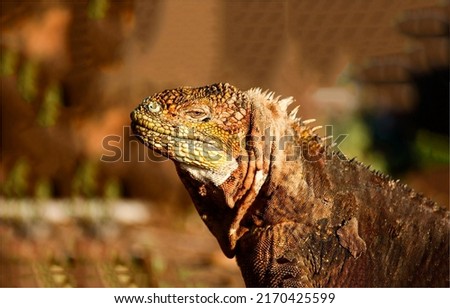 Portrait of an iguana close-up. Iguana lizard. Iguana in nature. Iguana portrait Royalty-Free Stock Photo #2170425599