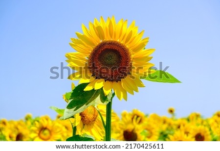 Sunflower flower on a sunflower field. Sunflower on sky