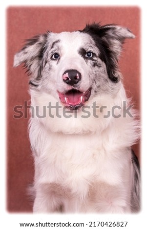 portrait of the Border Collie Dog