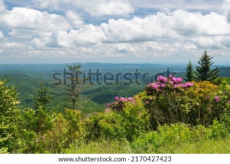 Smokey Mountains in spring rhododendrons showing bright colors, evergreen trees in foreground and layers of mountain peaks, Horizontal photo 0n blue ridge parkway western NC Appalachians USA, stock  
