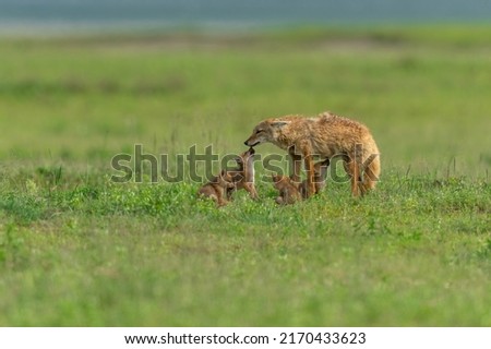 African golden wolf mother with pups at a den site in Ngorongoro crater, Tanzania Royalty-Free Stock Photo #2170433623