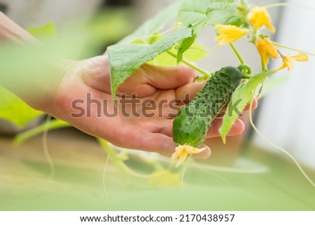 Hands holding small growing cucumber in urban home garden. Urban home gardening concept Royalty-Free Stock Photo #2170438957