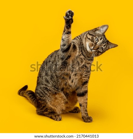 Cute tabby cat plays with its paw
The cat raised its paw and carefully looks at the object Royalty-Free Stock Photo #2170441013