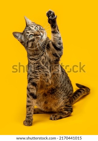 Cute tabby cat plays with its paw
The cat raised its paw and carefully looks at the object