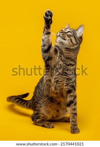 Cute tabby cat plays with its paw
The cat raised its paw and carefully looks at the object Royalty-Free Stock Photo #2170441021