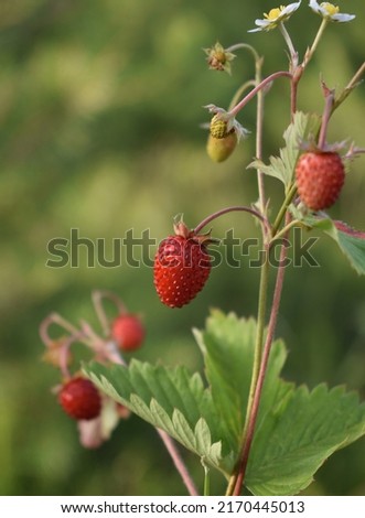 Fragaria vesca. Wild strawberry plant with green leafs and ripe red fruit Royalty-Free Stock Photo #2170445013