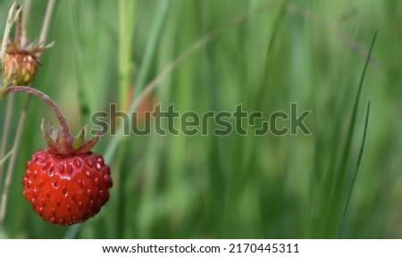Fragaria vesca. Wild strawberry plant with green leafs and ripe red fruit Royalty-Free Stock Photo #2170445311