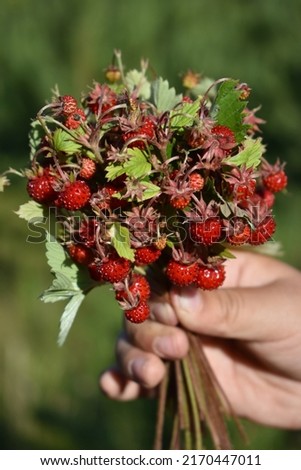 Fragaria vesca.A bunch of strawberries in a child's hand Royalty-Free Stock Photo #2170447011