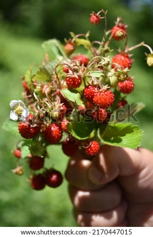 Fragaria vesca.A bunch of strawberries in a child's hand Royalty-Free Stock Photo #2170447015