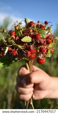 Fragaria vesca.A bunch of strawberries in a child's hand Royalty-Free Stock Photo #2170447017