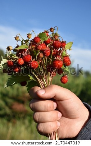 Fragaria vesca.A bunch of strawberries in a child's hand Royalty-Free Stock Photo #2170447019