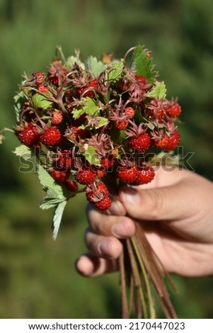 Fragaria vesca.A bunch of strawberries in a child's hand Royalty-Free Stock Photo #2170447023