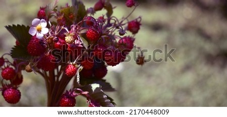 Willd strawberry. Banch Fragaria vesca Royalty-Free Stock Photo #2170448009