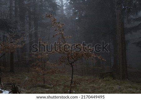 A beautiful collection of a snowy and foggy forest in Austria.