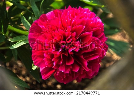 One large red flowering peony