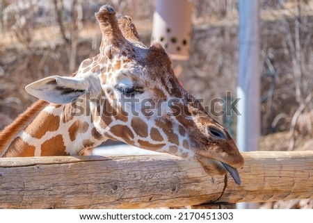 Close up of giraffe’s head over wooden fencing