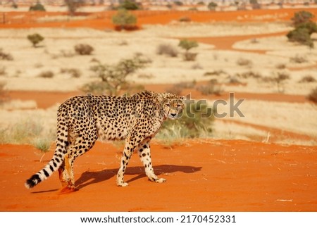 Large leopard in the Kalahari desert. Namibia.