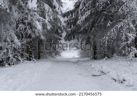 A beautiful collection of a snowy and foggy forest in Austria