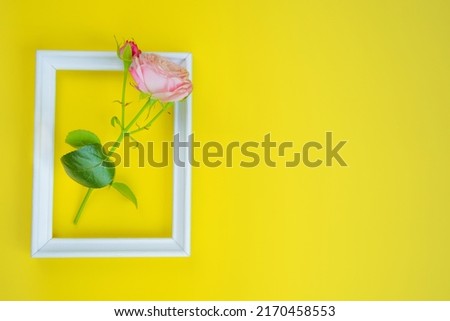 There is a pink rose flower in a white wooden frame, with a place for text on a bright yellow background. High quality photo