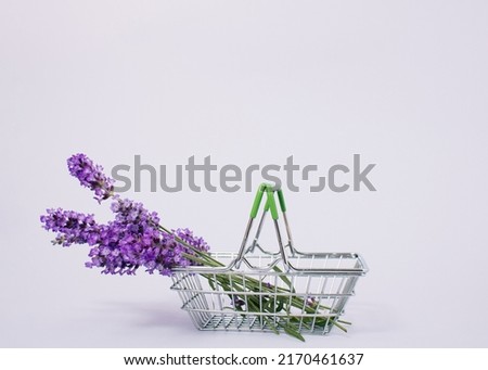 Freshly picked lavender flower in the basket on pastel purple background with copy space. Minimal blooming scent summer concept. Flower shop idea. Buying flower for loved one as gift.