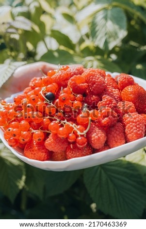 Close hands picking red currant raspberries in glass bowl in countryside backyard garden. Organic food, Agricultural sustainability eco friendly Gardening. Fresh ripe seasonal harvest picking 