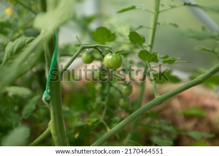 Ripening tomatoes on tomato bush, close-up. Composition tomato tree with green and yellow tomatoes for publication, poster, screensaver, wallpaper, postcard, banner, cover, website