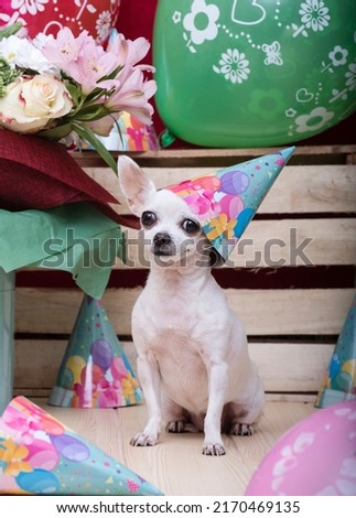 Purebred chihuahua breed white dog with big black eyes and with a cheerful holiday caps around posing against a rustic surface of wooden wall next to flower bouquet on a wooden table. No people.