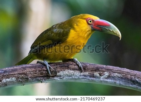 Yellow toucanet perched in tree trunk