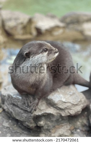 April 2021 - Birmingham, UK. Brown otter looking to the right whilst standing on a rock