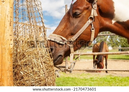 Horse eating hay from haynet, on a horse ranch, outdoors, on a summer sunny day. Royalty-Free Stock Photo #2170473601